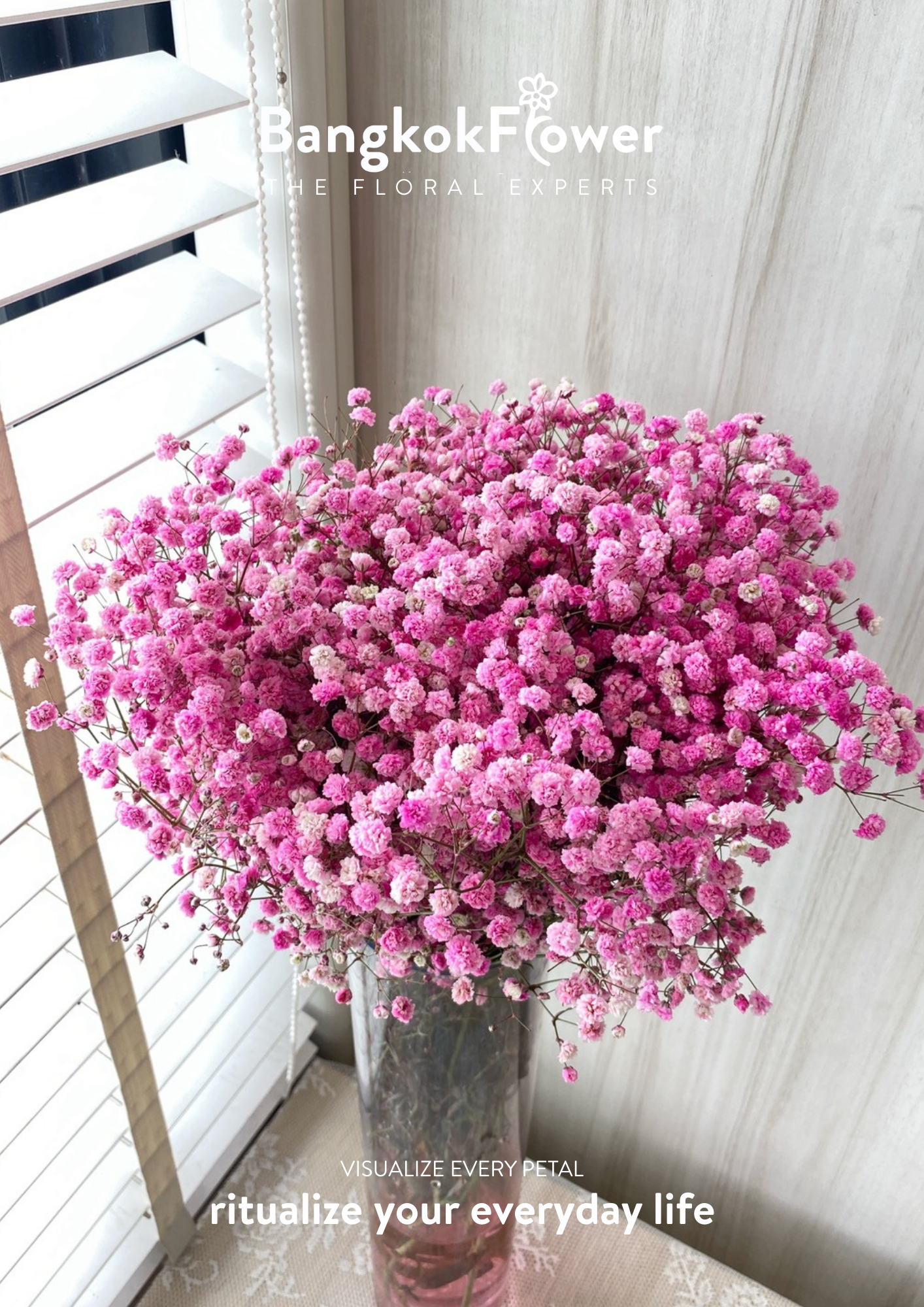 Gypsophila Pink