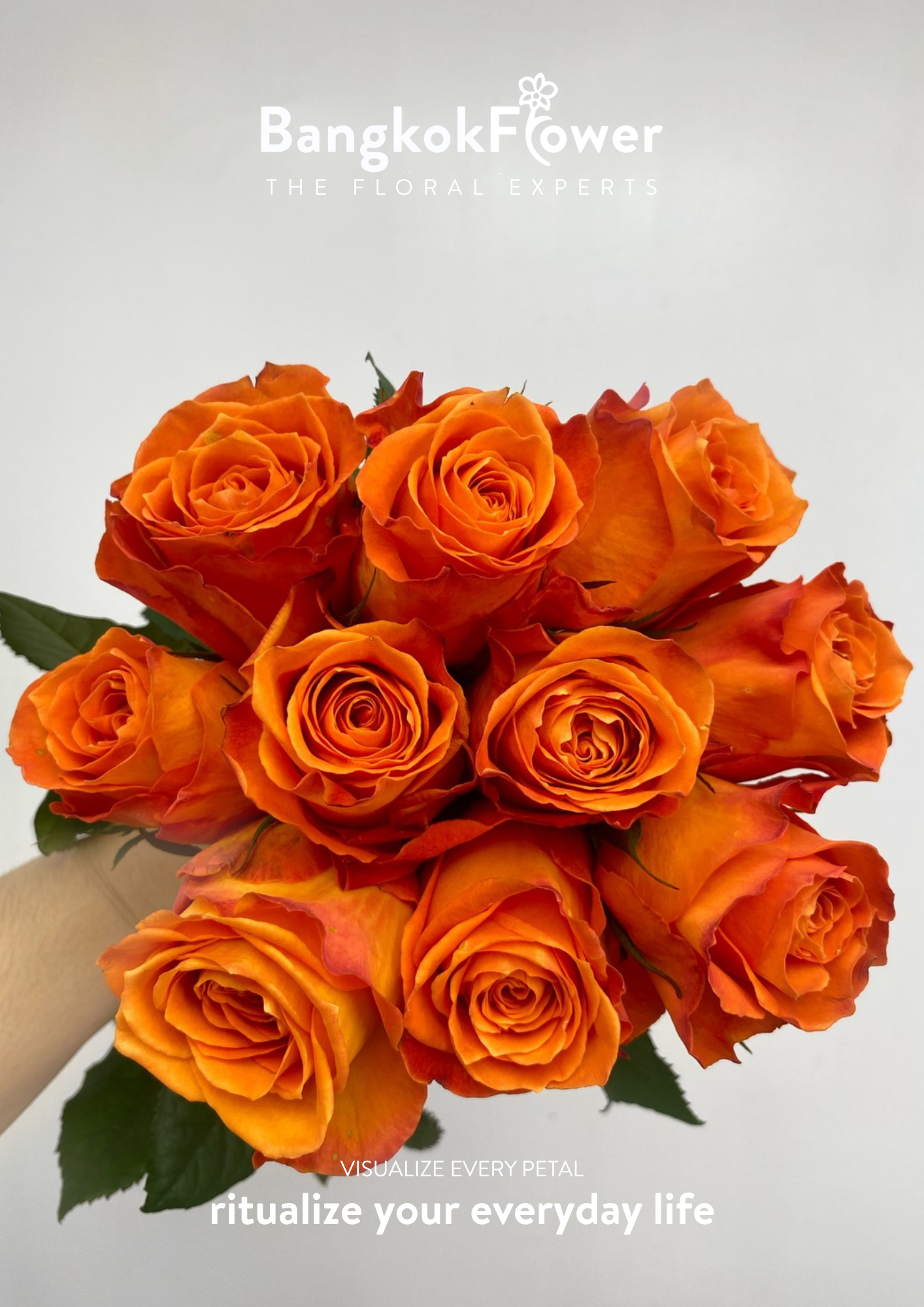 King’s Day Rose