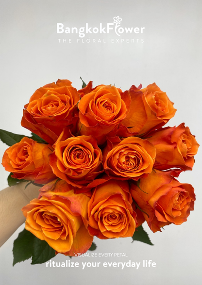 King’s Day Rose