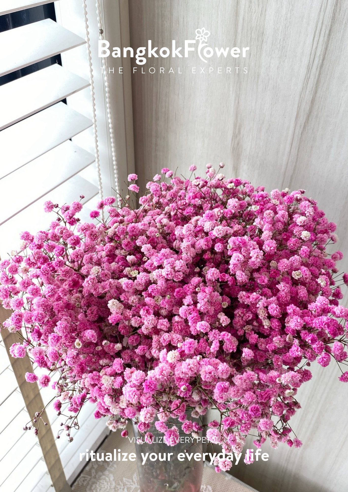 Gypsophila Pink