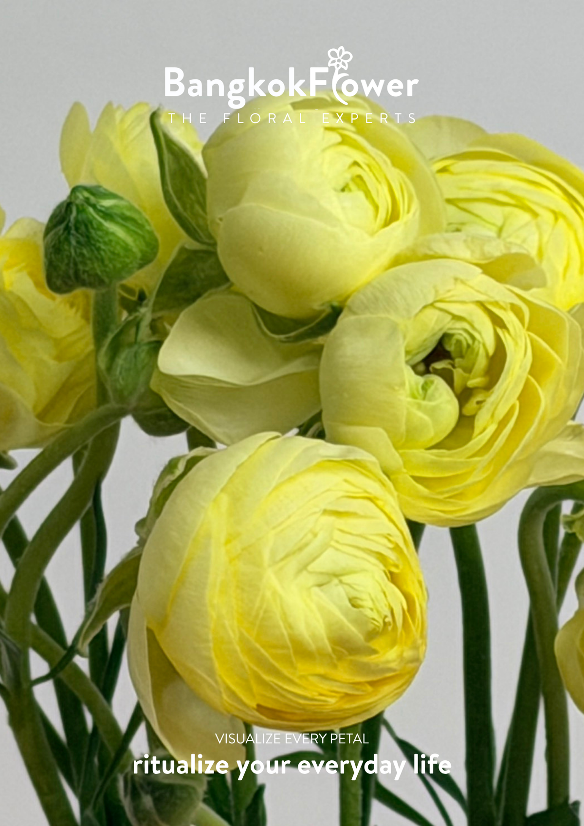 Ranunculus yellow