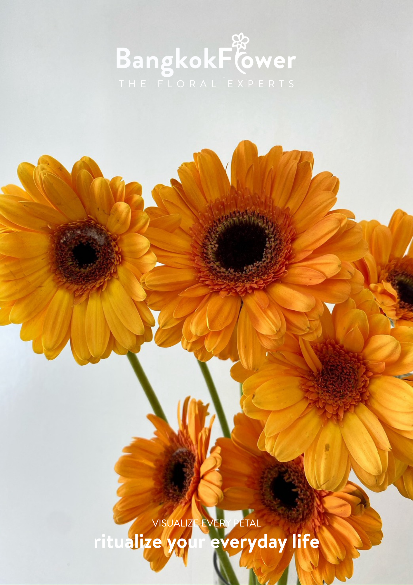 Orange Gerbera