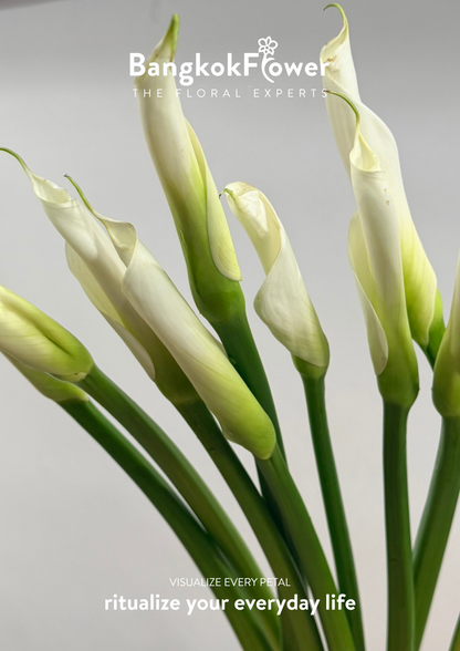 Long Stem Calla Lily White