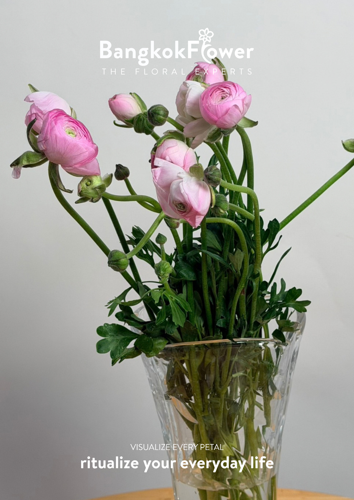 Ranunculus pink