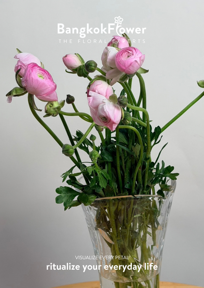Ranunculus pink