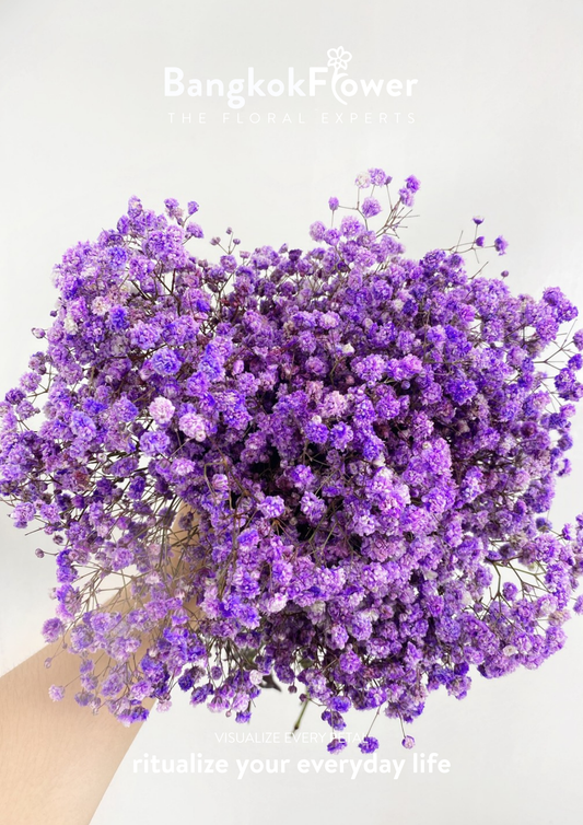 ดอกยิปโซสีม่วง