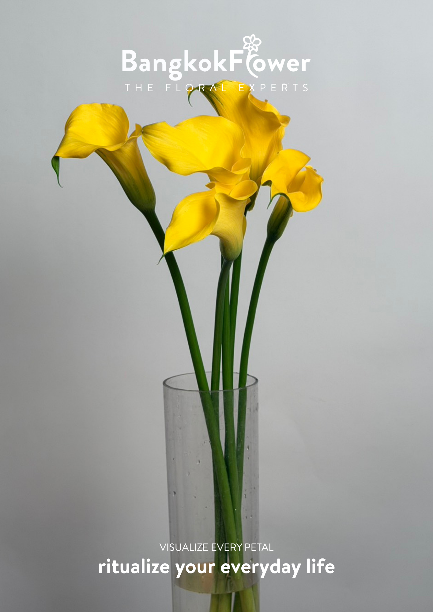 Calla Lily Yellow