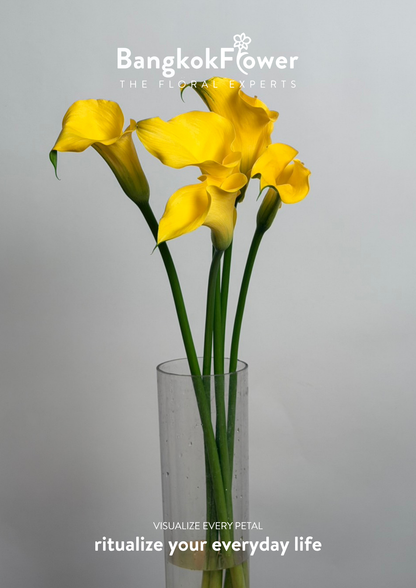 Calla Lily Yellow