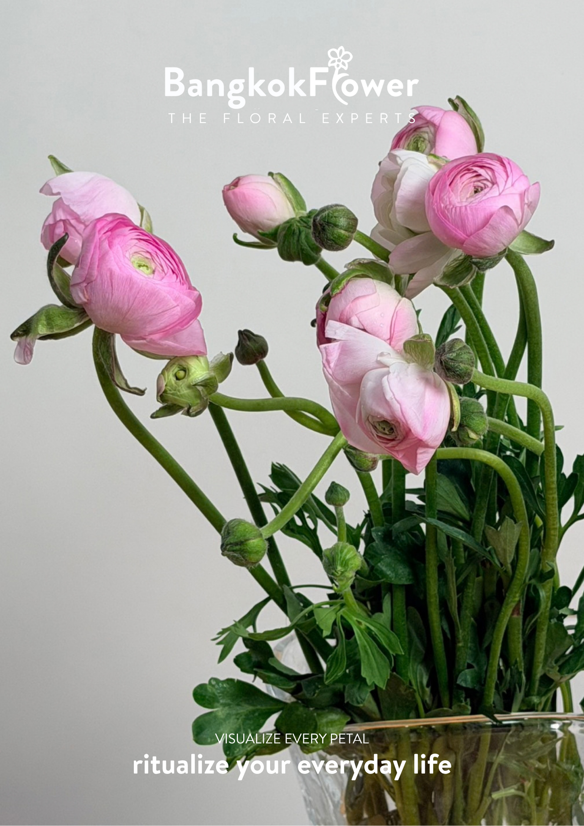 Ranunculus pink