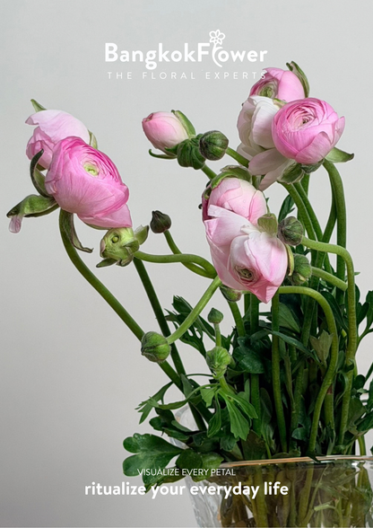 Ranunculus pink