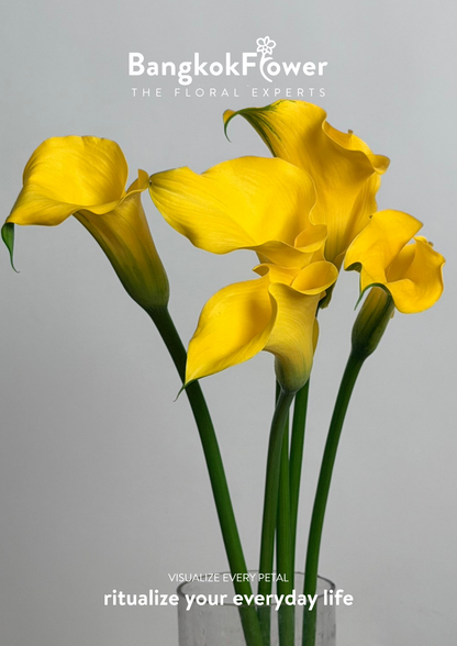 Calla Lily Yellow