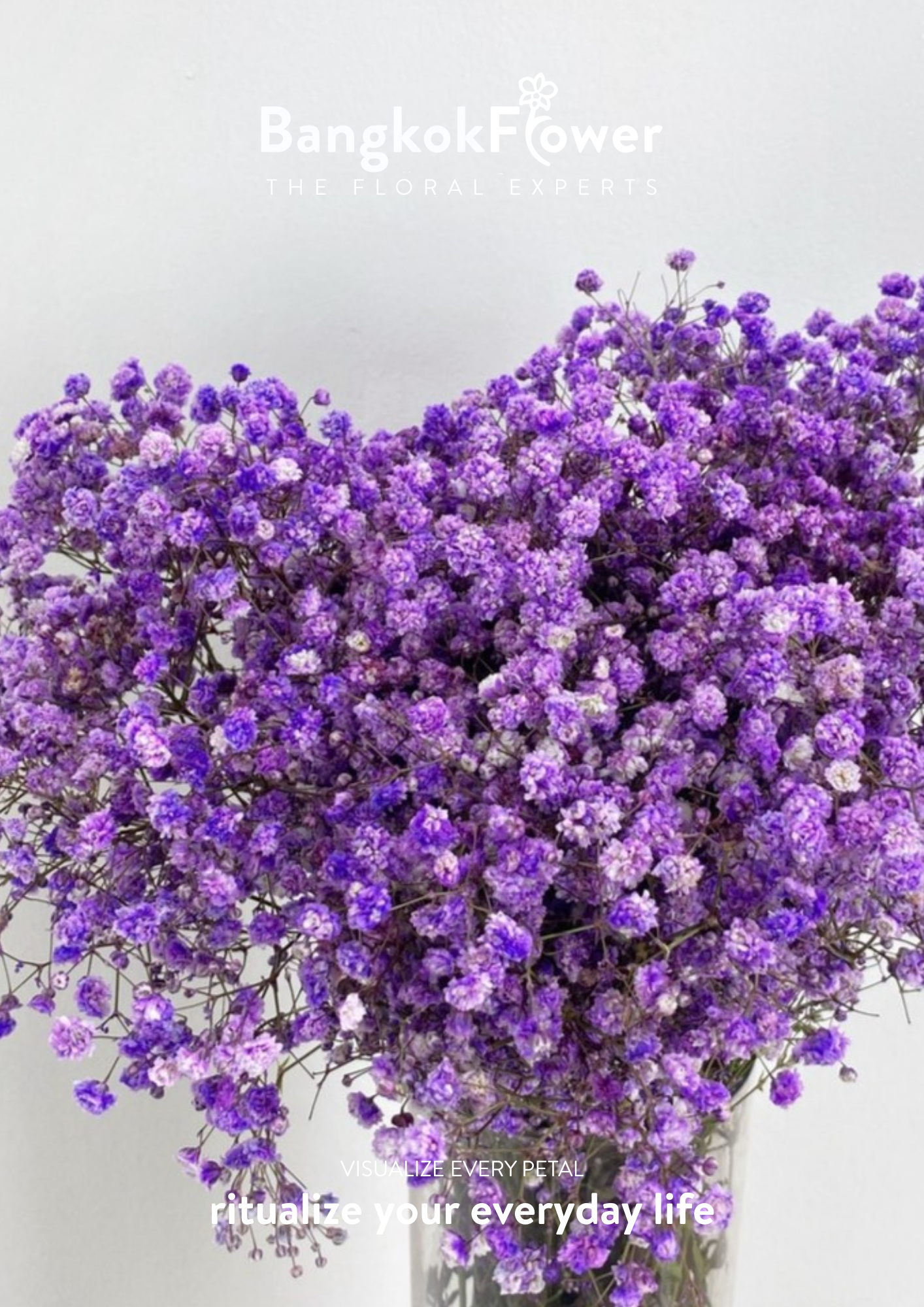 Gypsophila Purple