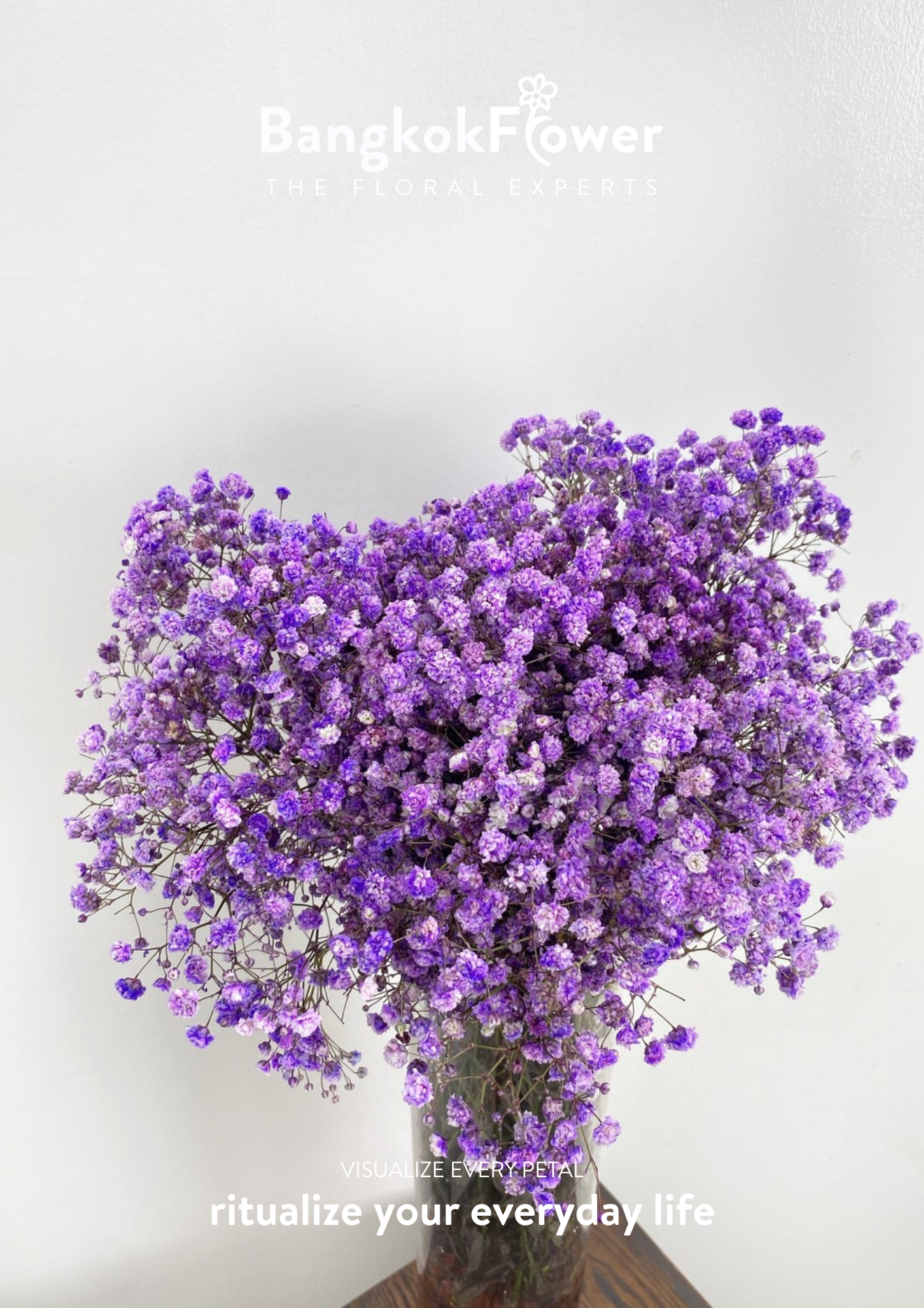 Gypsophila Purple