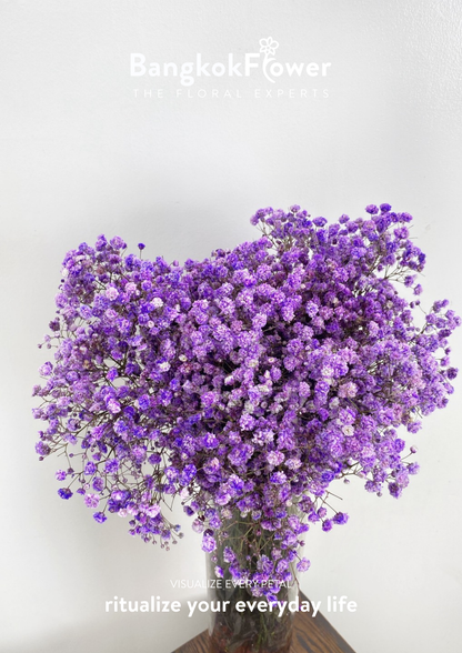 Gypsophila Purple