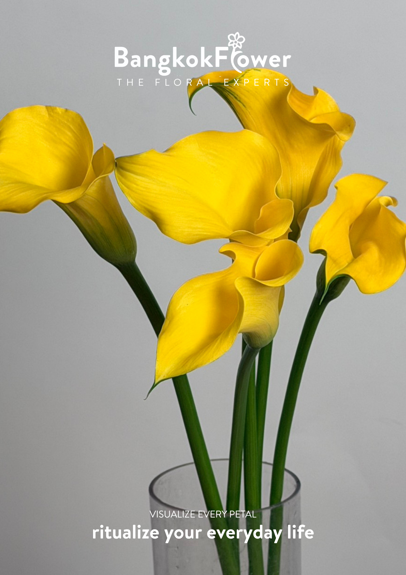 Calla Lily Yellow