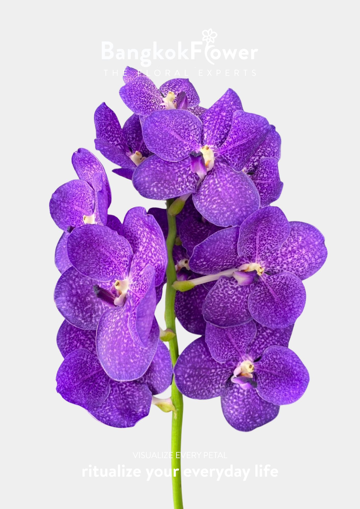 KANG4