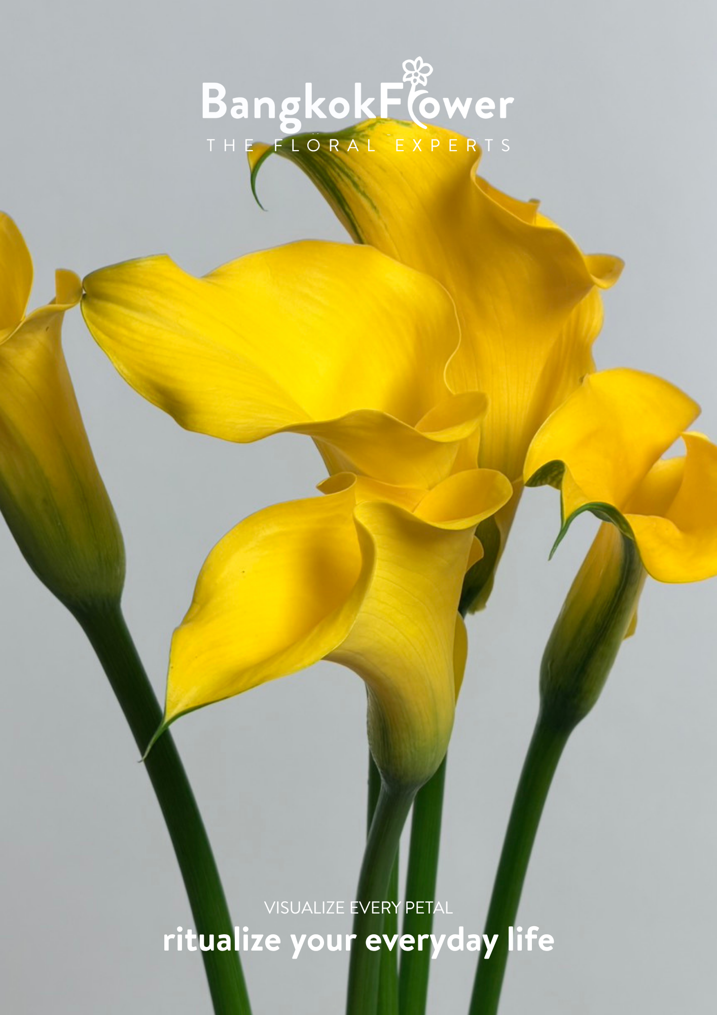 Calla Lily Yellow