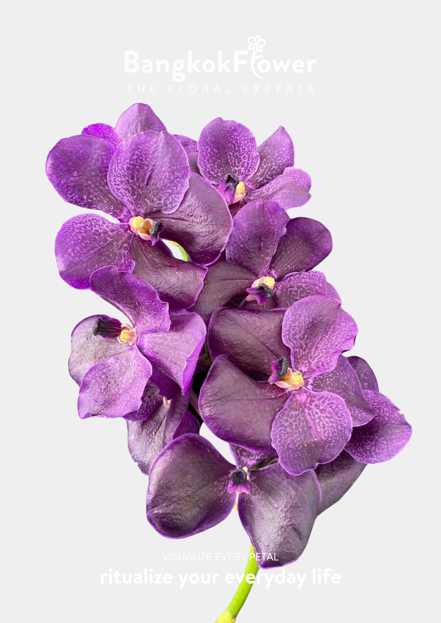 KANG5