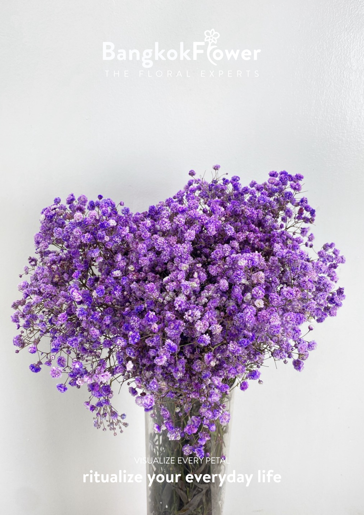 Gypsophila Purple