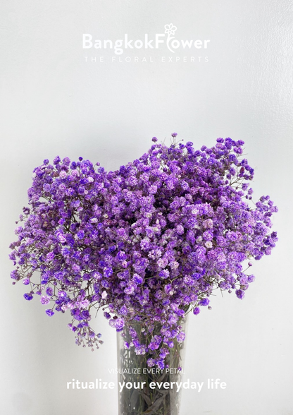 Gypsophila Purple