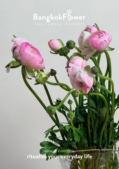 Ranunculus pink