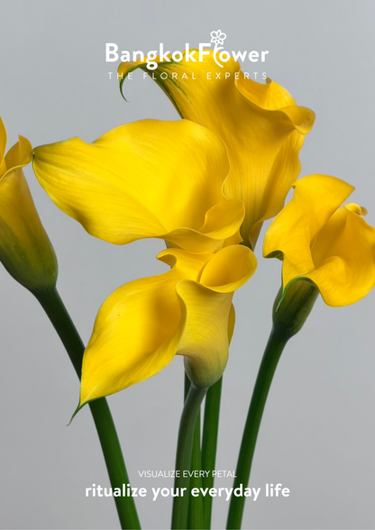 Calla Lily Yellow