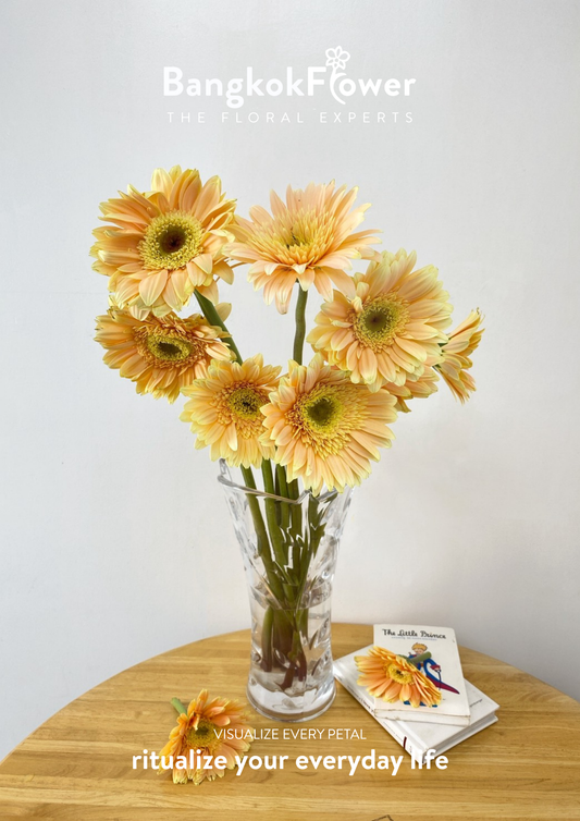 Peach Glow Gerbera