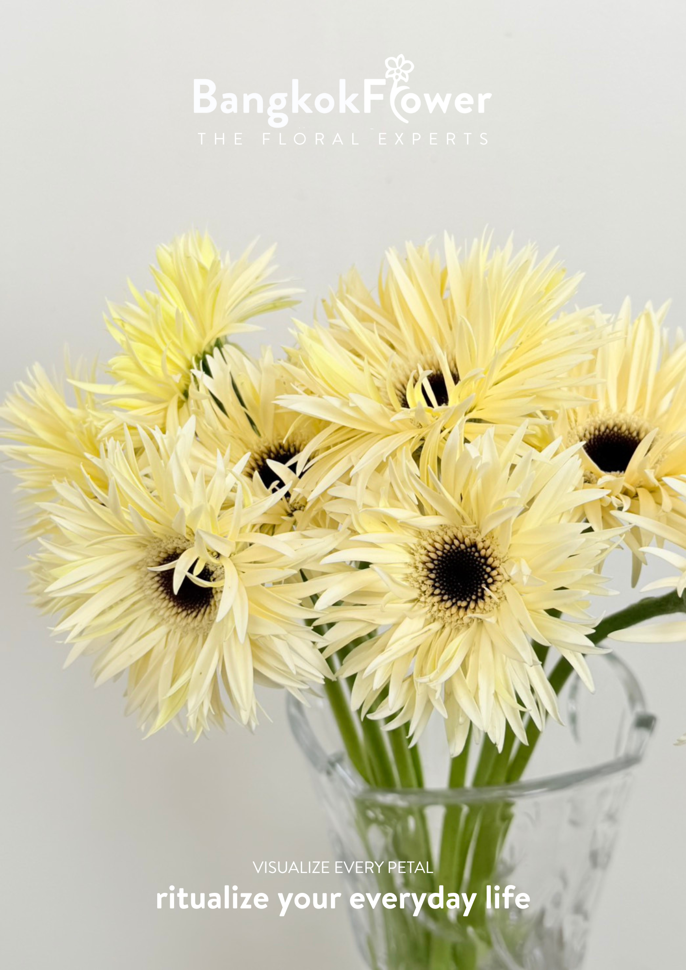 Gerbera Lace White Snow