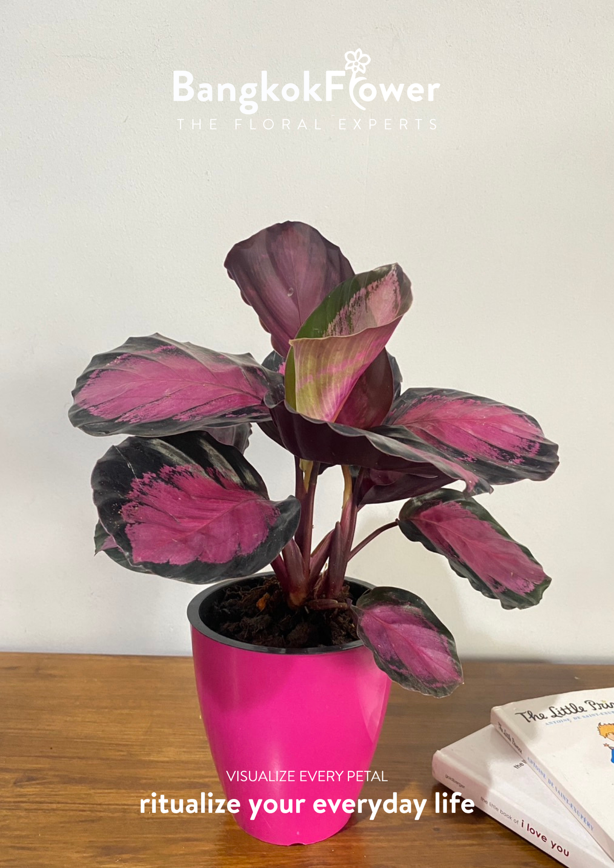 Calathea