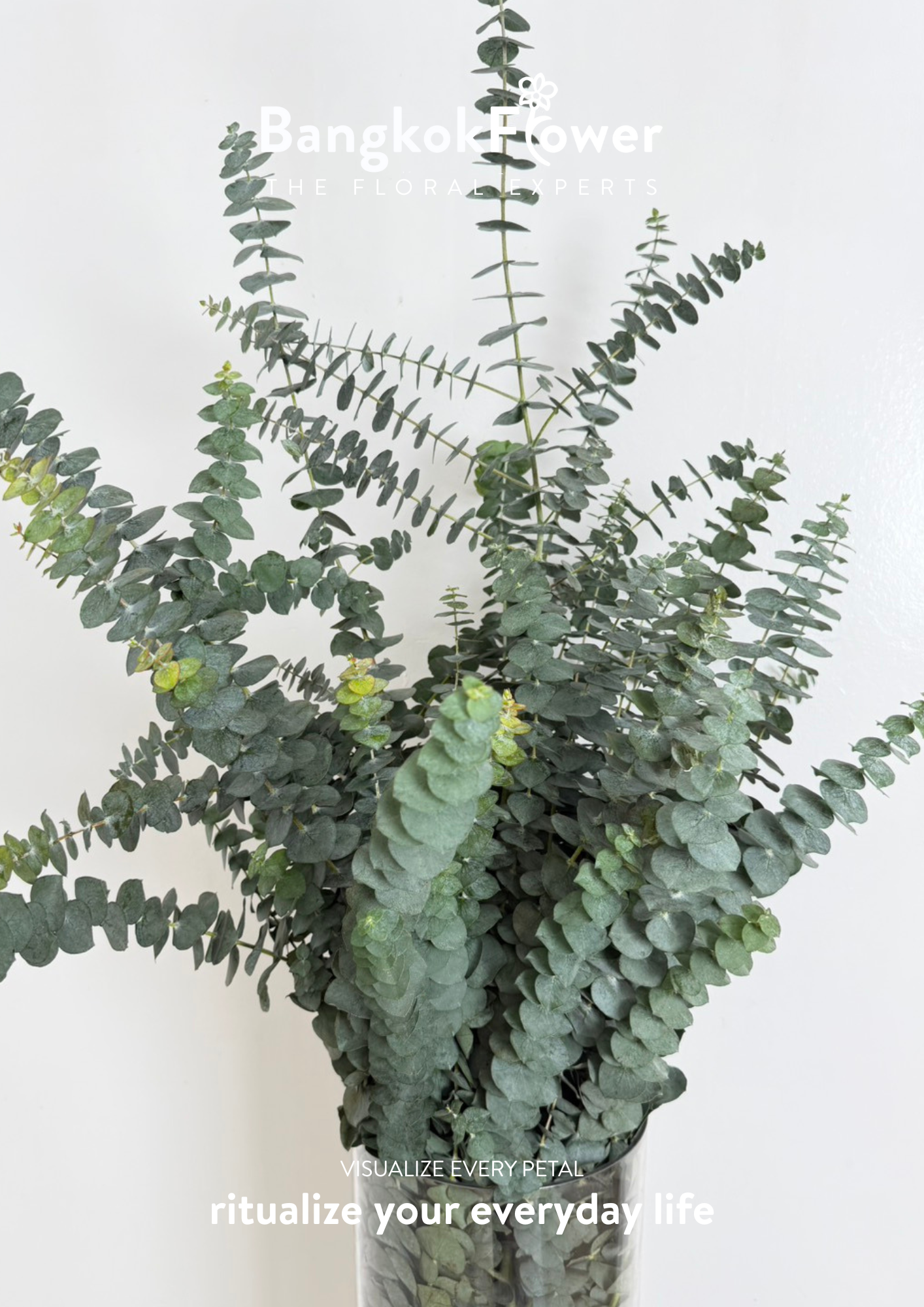 Eucalyptus