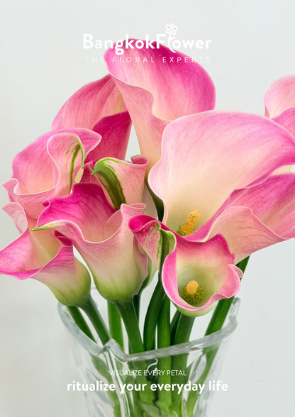 Calla Lily Light Pink