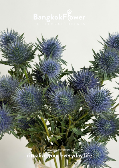 Eryngium