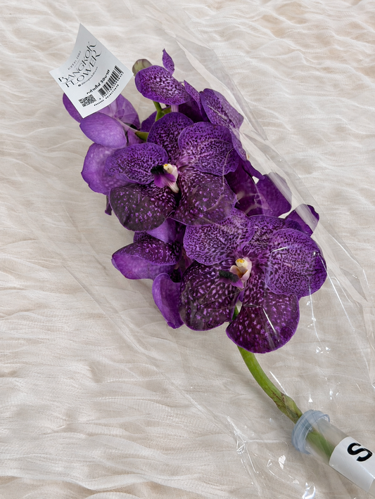Vanda (1 stem) (Grower's Choice)