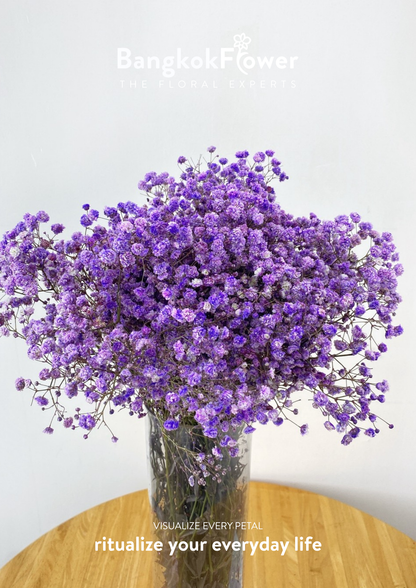 Gypsophila Purple