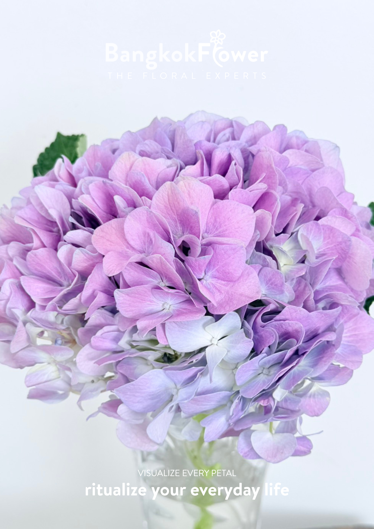 ไฮเดรนเจียสีม่วง