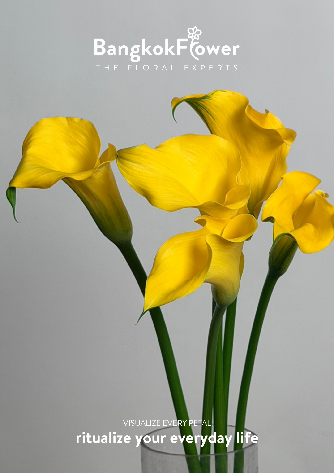 Calla Lily Yellow