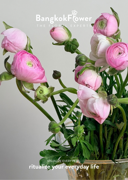 Ranunculus pink