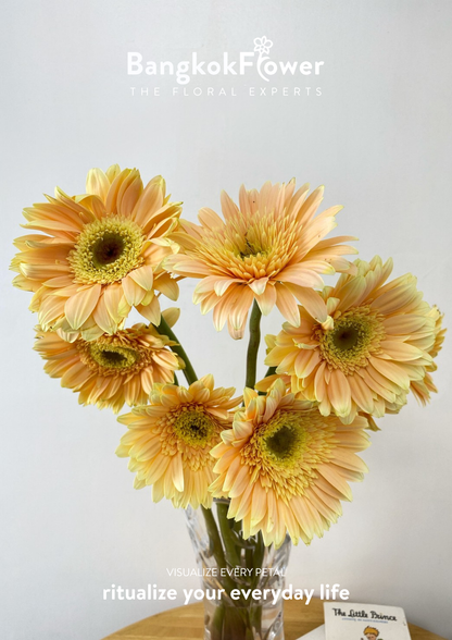 เจอเบร่าสีพีชโกลว์