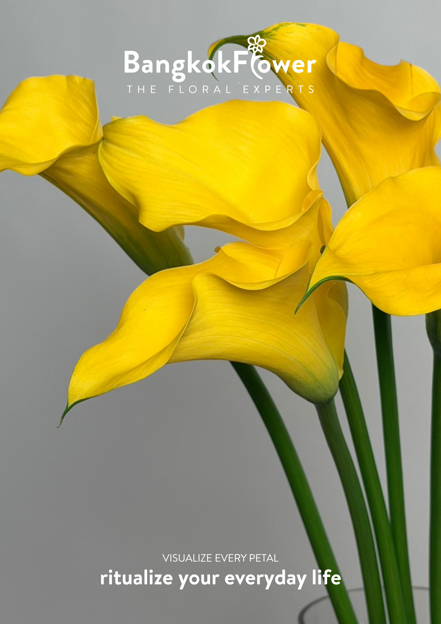 Calla Lily Yellow