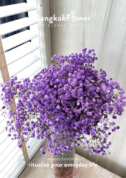 Gypsophila Purple