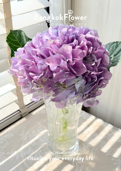 ไฮเดรนเจียสีม่วง