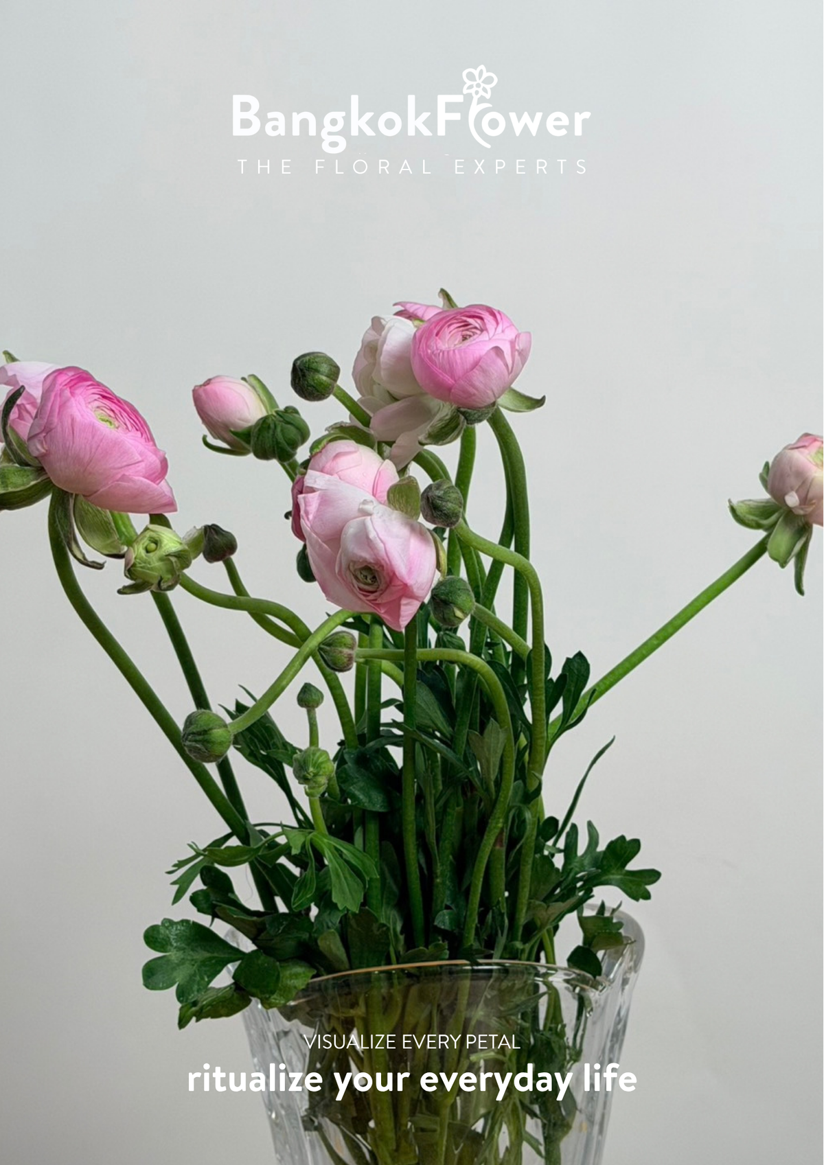 Ranunculus pink