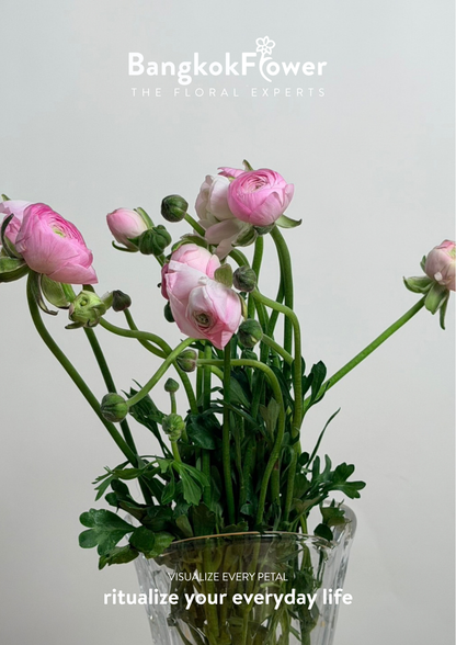 Ranunculus pink