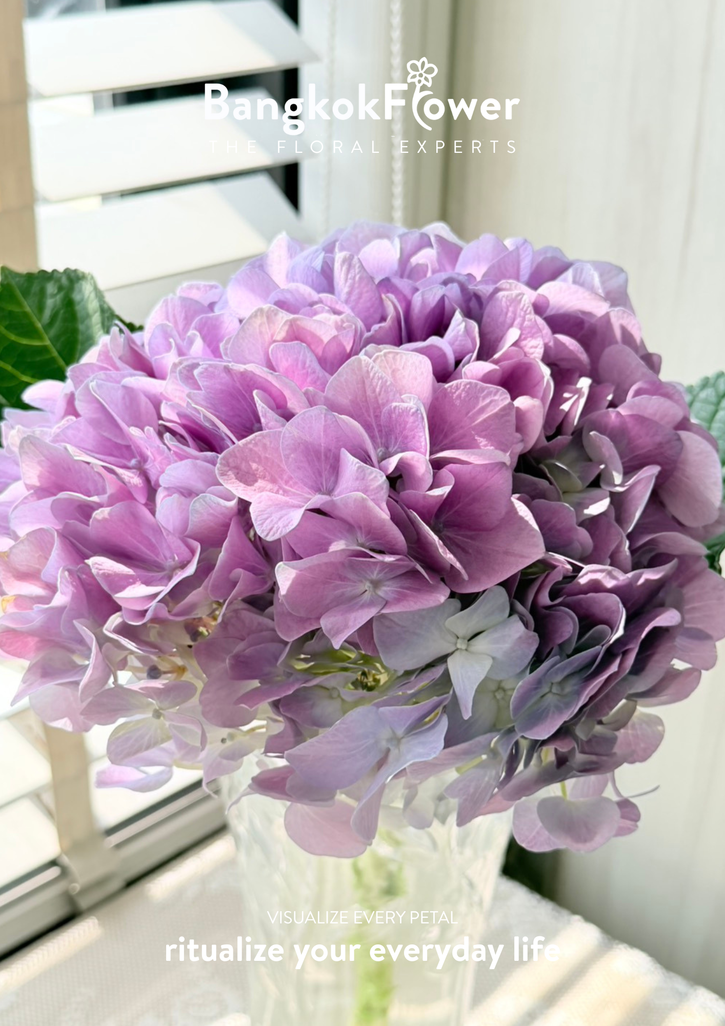 ไฮเดรนเจียสีม่วง