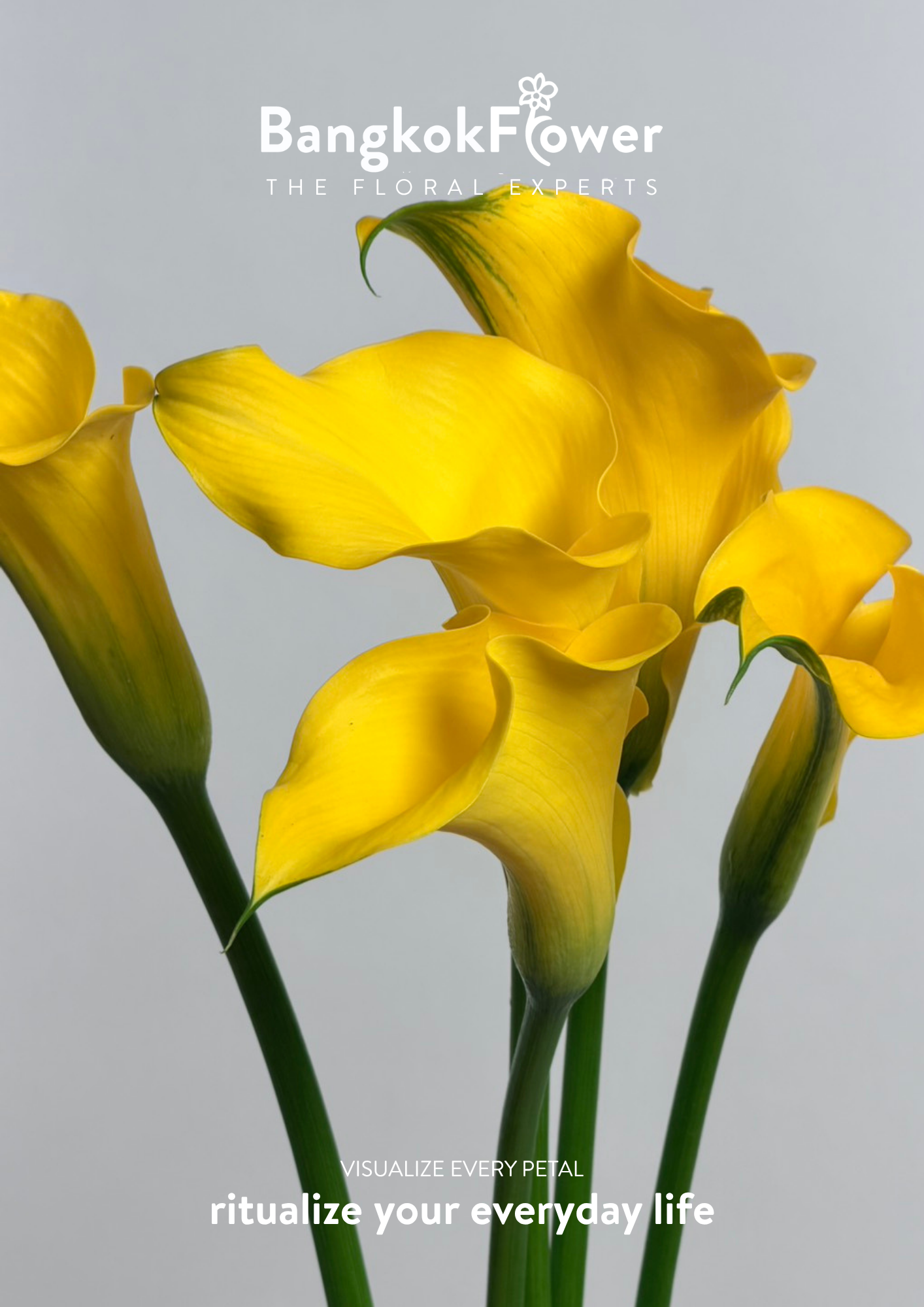 Calla Lily Yellow
