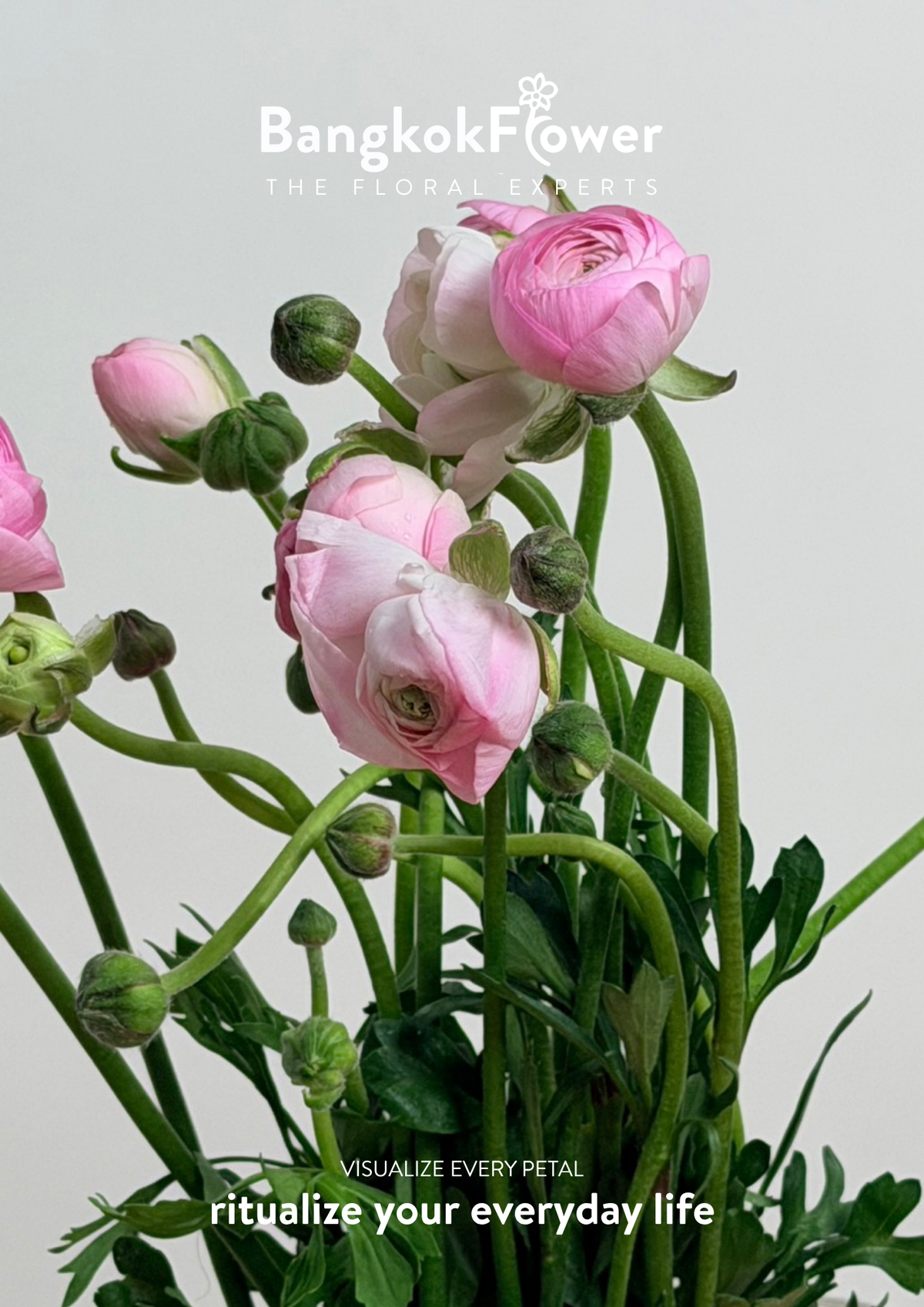 Ranunculus pink