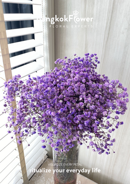 Gypsophila Purple