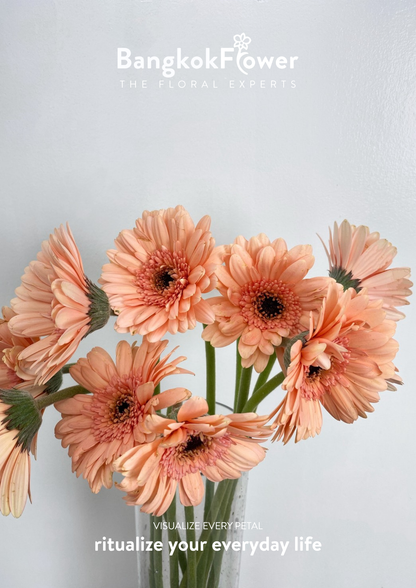 Peachy Gerbera