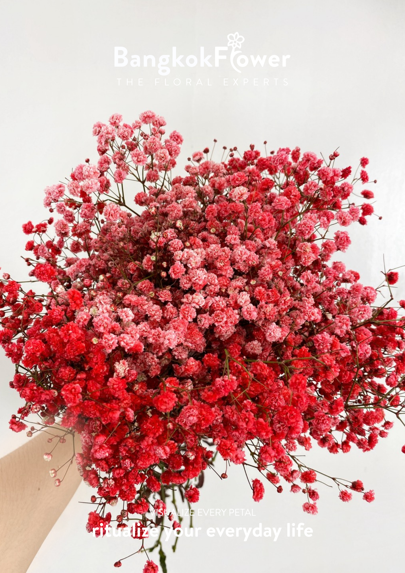 Gypsophila Red