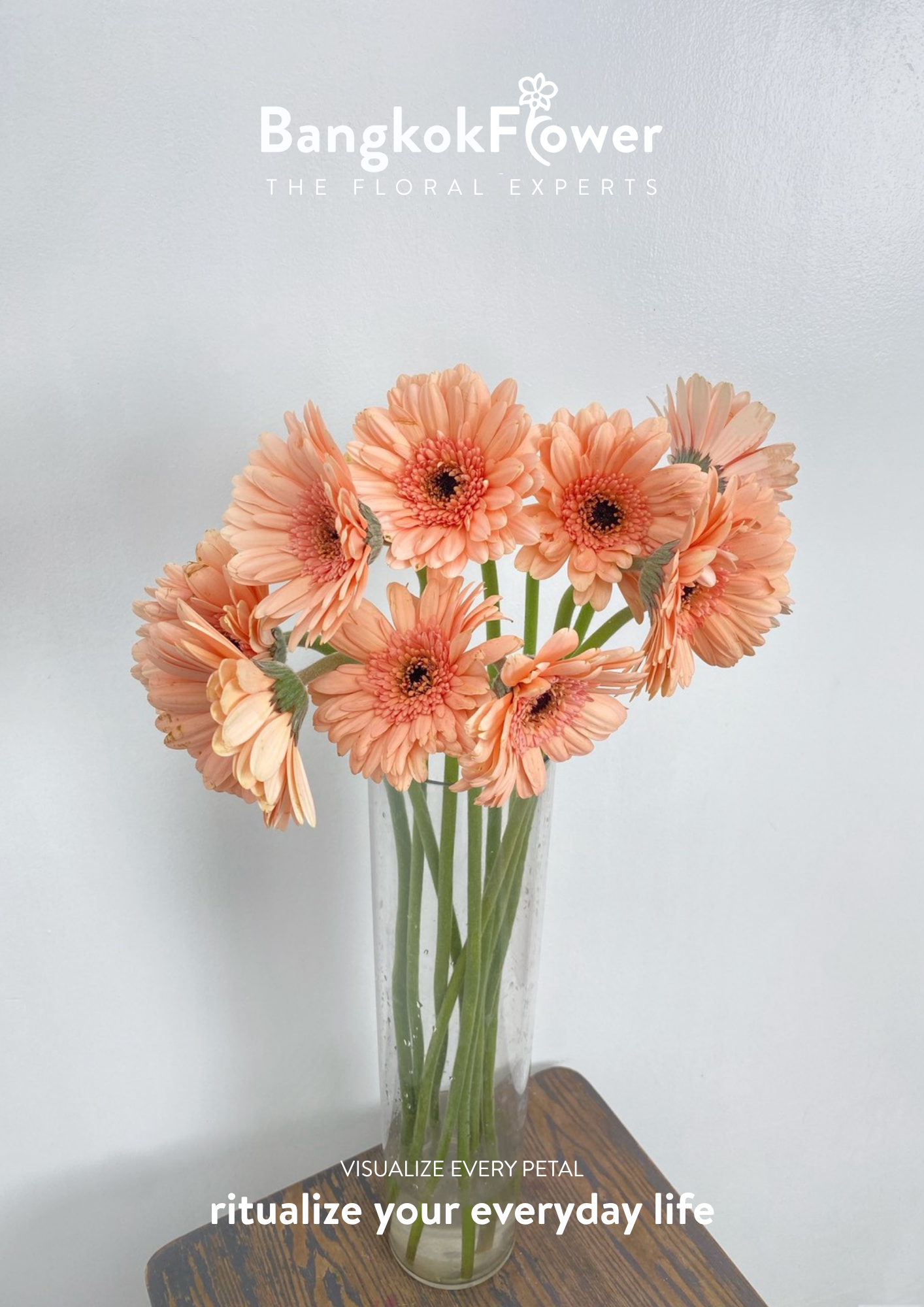 Peachy Gerbera